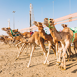 مسابقه شتر در پیست الشحانیه