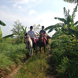اسب سواری در بالی