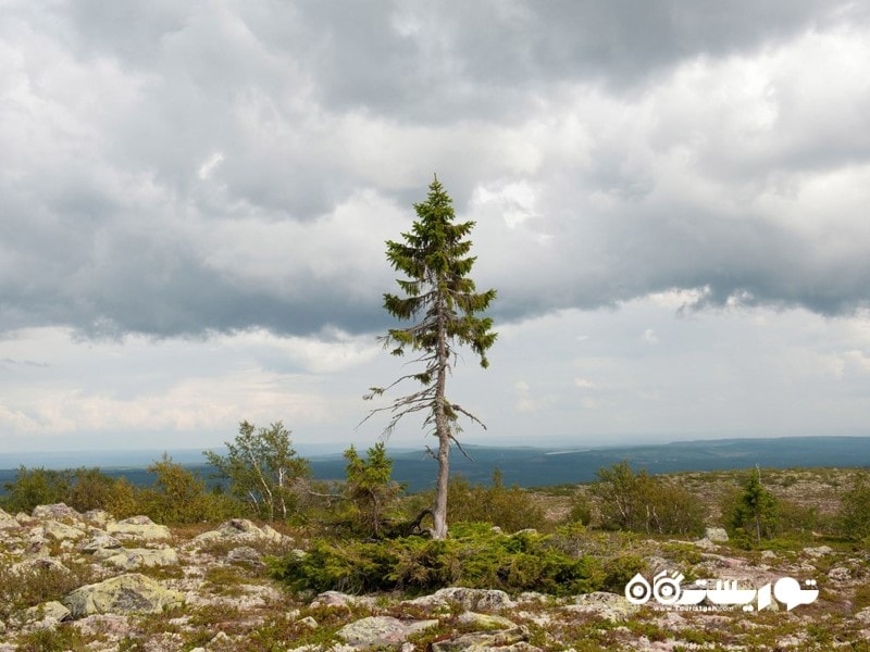 قدیمی ترین درخت جهان اولد تیجیکو Old Tjikko در سوئد با قدمت 9550
