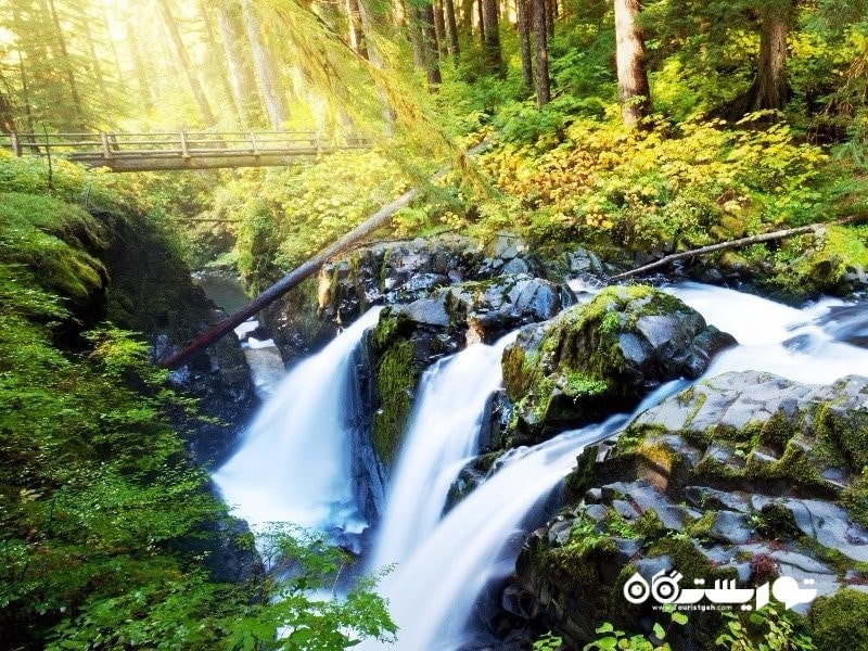 7. جنگل بارانی هو (Hoh Rain Forest)، پارک ملی المپیک، واشنگتن