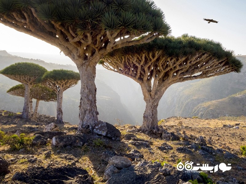  سوکوترا، یمن Socotra, Yemen