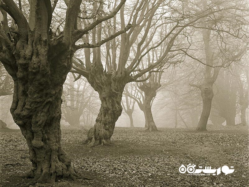 اوپینگ فورست (Epping Forest)، اسکس (Essex)، انگلستان