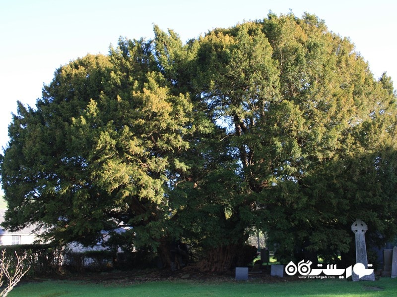 سومین درخت قدیمی جهان لنگرنویو Langernyw در شمال ولز