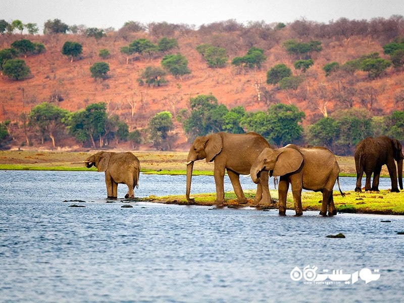 5. بوتسوانا تجربیات باورنکردنی حیات وحش، سافاری آفریقایی، استراحتی آرام