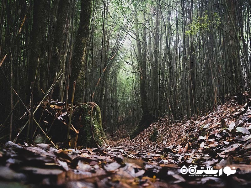 جنگل دو هیل (Dow Hill Forest)، هندوستان