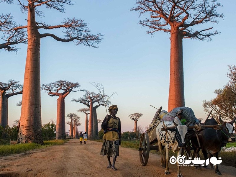 17- خیابان بائوباب (Avenue of the Baobabs)