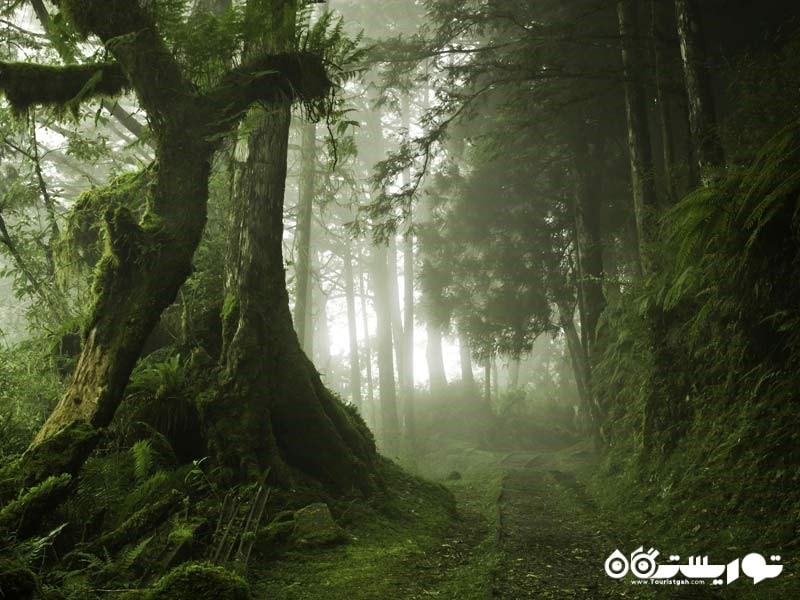 جنگل تایپینگ شان