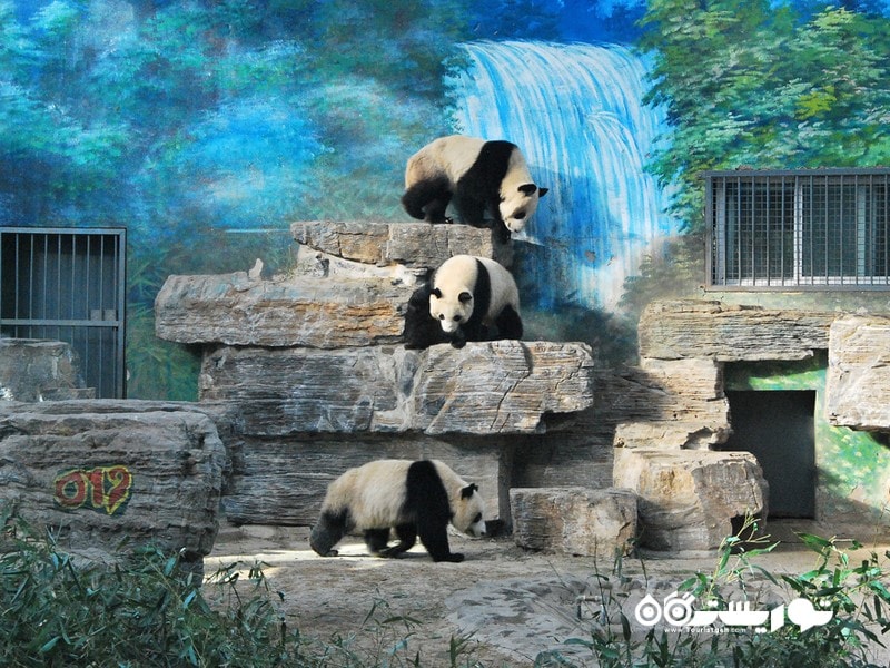  باغ وحش پکَن (Beijing Zoo)