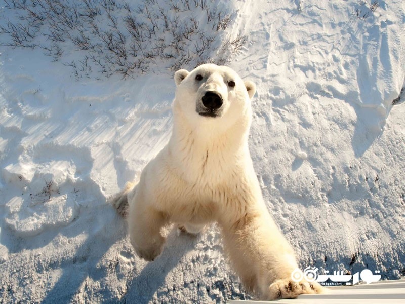 9. خرس قطبی چرچیل ، منیتوبا از جاذبه های گردشگری برتر در کانادا