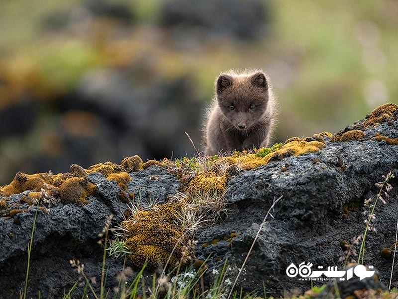 روباه وحشی قطبی در طبیعت ایسلند