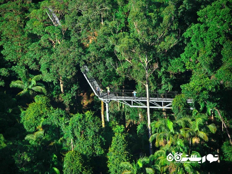  راه روی هوایی جنگ های بارانی تَمبورین (Tamborine Rainforest)