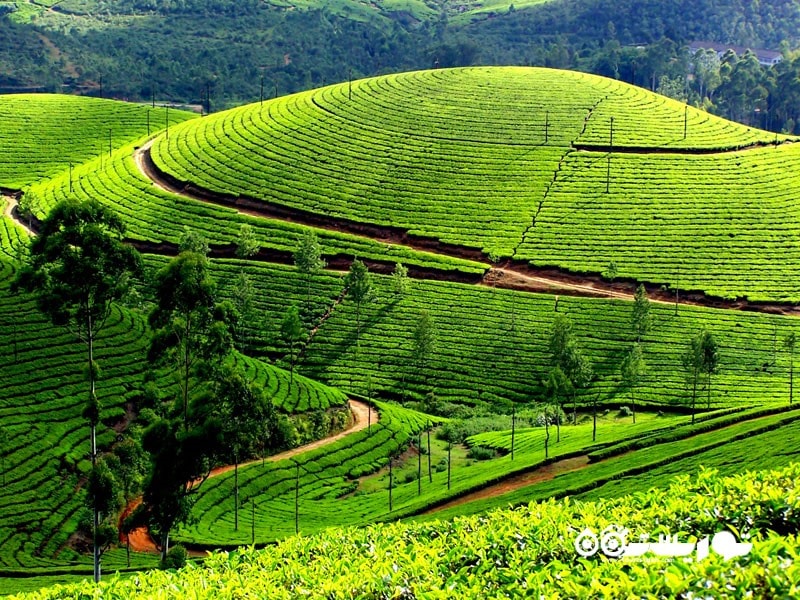 1- مونار (Munnar) در ایالت کرلا (Kerala)