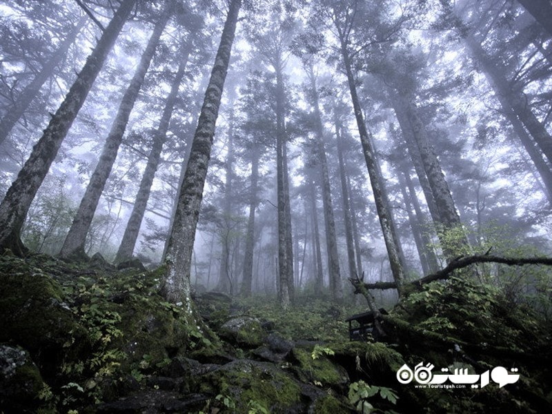 جنگل های نخستین در استان هوبِی شِنونگ جیا