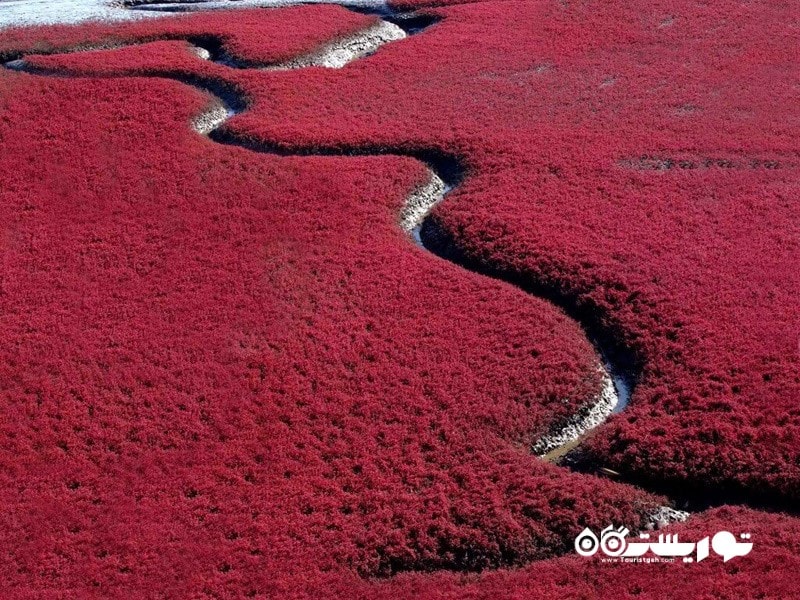 37.ساحل دریای سرخ در کشور چین
