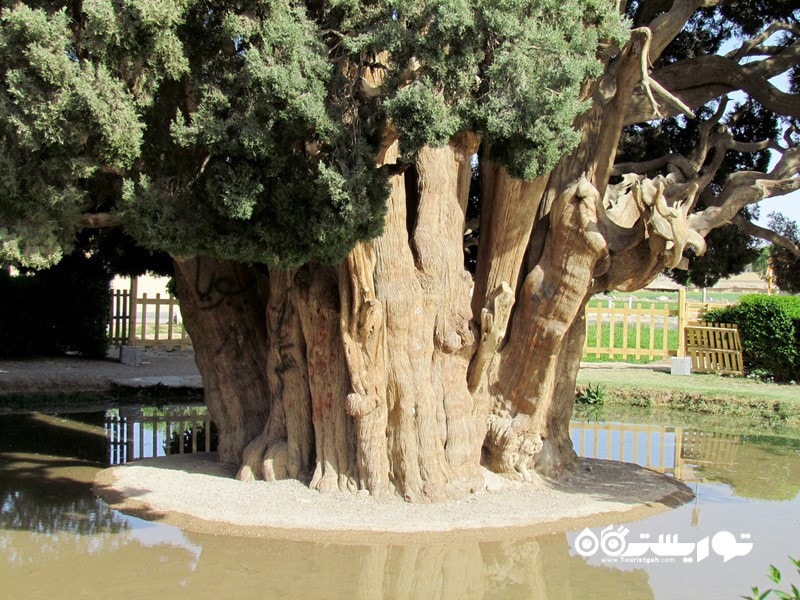 چهارمین درخت قدیمی جهان سرو ابرکوه یا سرو زرتشتی در ایران
