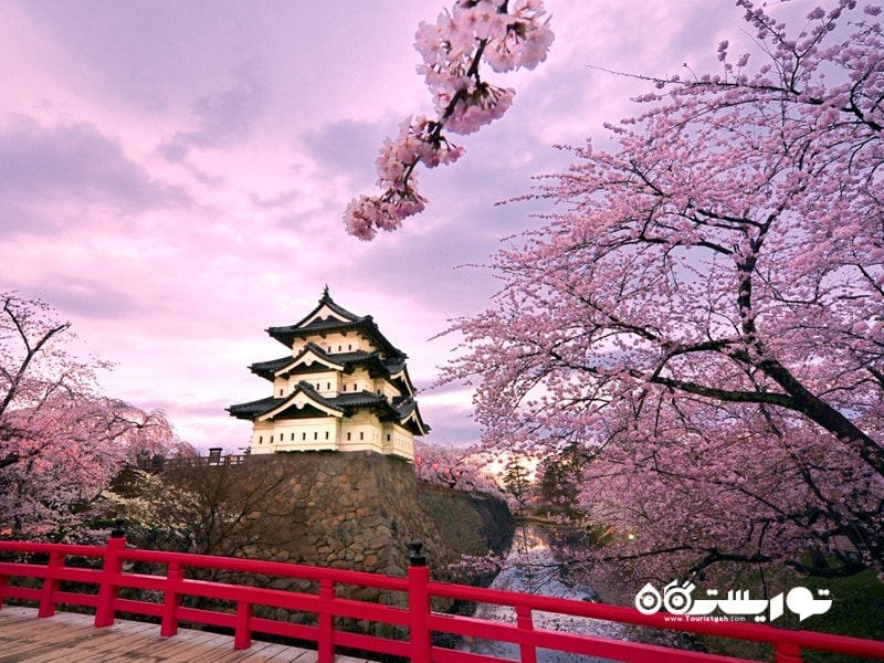 ژاپن مکانی شگفت انگیز برای دیدن شکوفه های جادویی گیلاس
