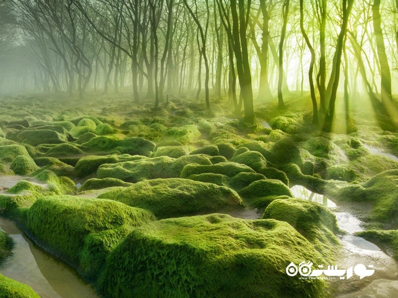 7- مرداب خزه (Moss Swamp) در رومانی   
