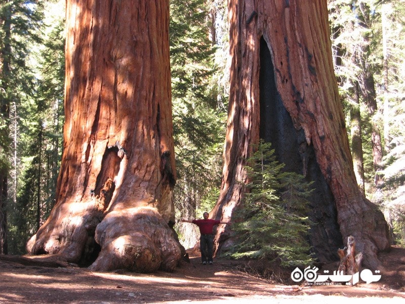 9- سکویا عظیم الجثه   (Giant Sequoia (Sequoiadendron Giganteum