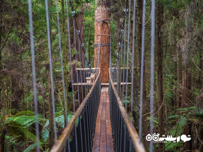 در فضای پارک طبیعی رِدوودز (Redwoods) قدمی بزنید