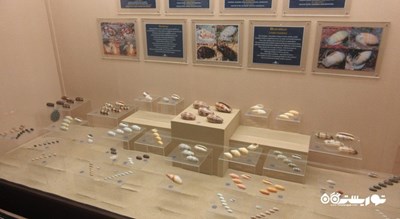  موزه صدف های دریایی پوکت شهر تایلند کشور پوکت
