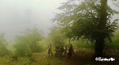  جنگل ارفع ده  شهرستان مازندران استان پل سفید