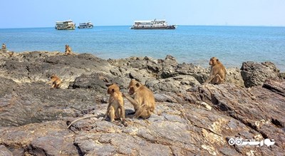 سرگرمی جزیره میمون در پاتایا شهر تایلند کشور پاتایا