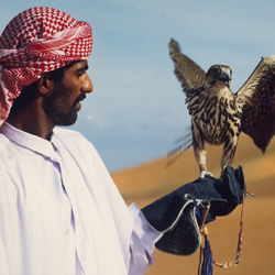تماشای شاهین در دبی