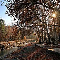 پارک جنگلی وکیل آباد 
