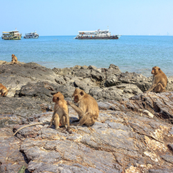 جزیره میمون در پاتایا