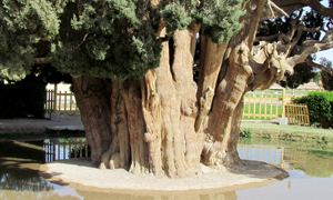 پنج مورد از قدیمی ترین درختان جهان