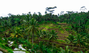 عکس های بی نظیر از مزارع برنج بالی در منطقه  اوبود
