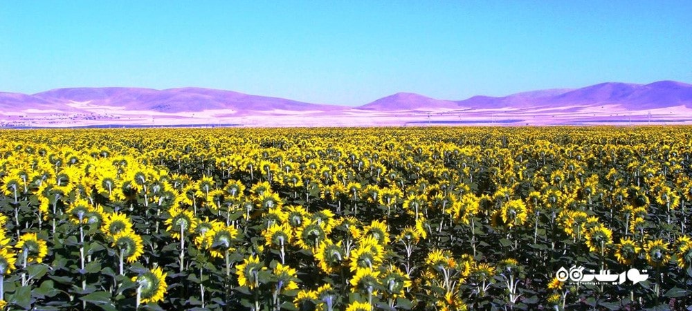 راهنمای سفر به قونیه