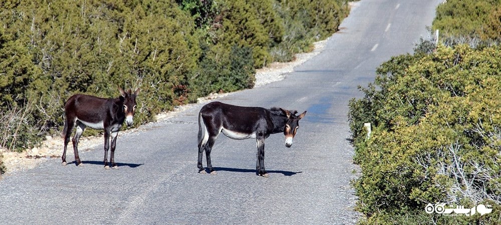 کشور قبرس شمالی در قاره آسیا - توریستگاه