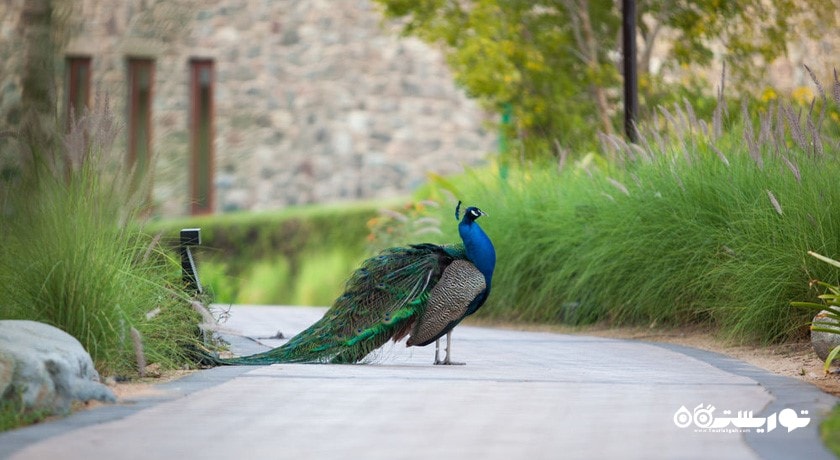 فضای سبز  هتل جی ال پالم تری کورت