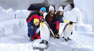 بازی با پنگوئن ها در پیست سرپوشیده