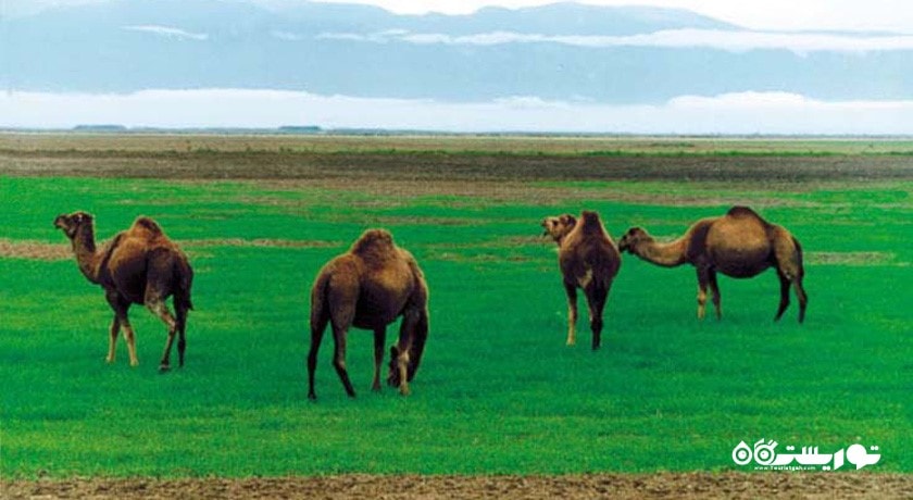 ترکمن صحرا -  شهر ترکمن