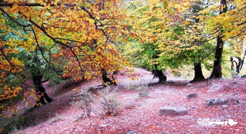 جنگل های سواد کوه -  شهر پل سفید