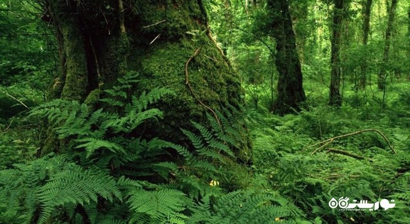 جنگل هیرکانی -  شهر آمل
