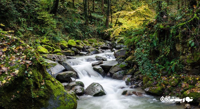 جنگل لفور -  شهر شیرگاه