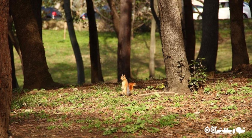  پارک ییلدیز شهر ترکیه کشور استانبول