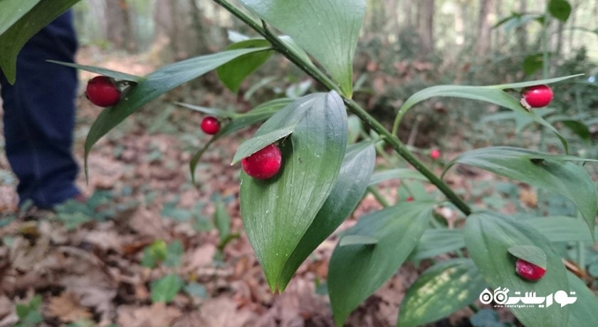  جنگل بلگراد شهر ترکیه کشور استانبول