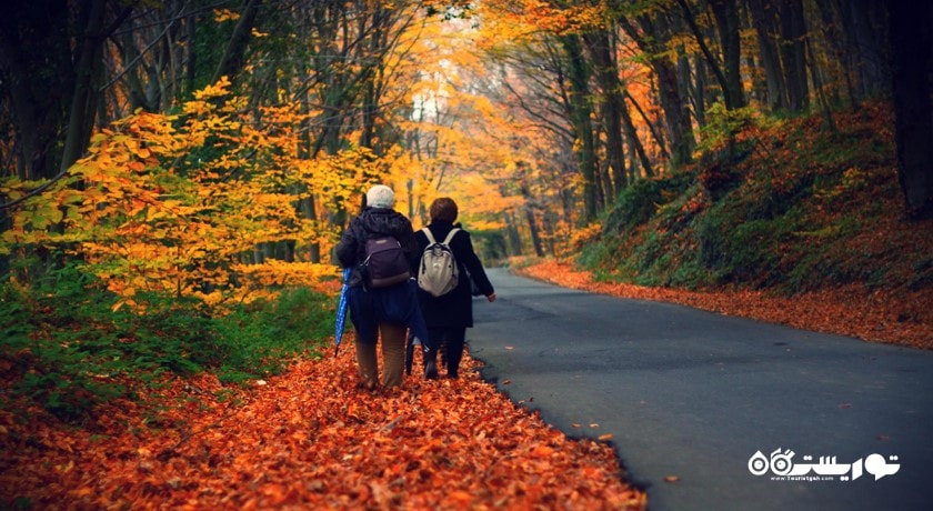  جنگل بلگراد شهر ترکیه کشور استانبول