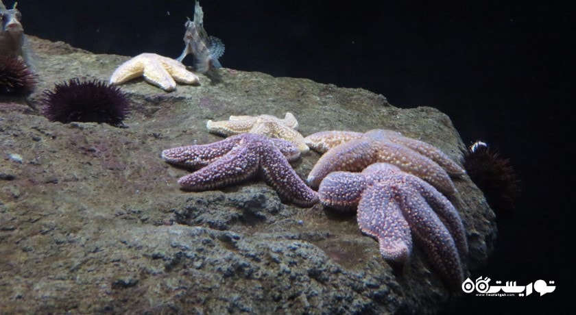   استانبول سی لایف آکواریوم ( آکواریوم زندگی دریایی استانبول) شهر ترکیه کشور استانبول