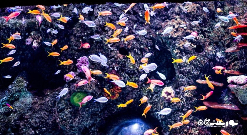   استانبول سی لایف آکواریوم ( آکواریوم زندگی دریایی استانبول) شهر ترکیه کشور استانبول