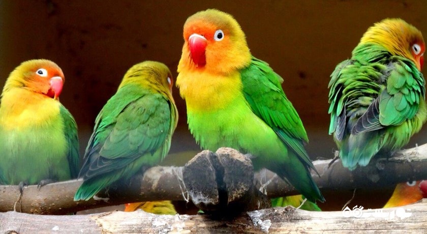 باغ وحش بسفروس -  شهر استانبول