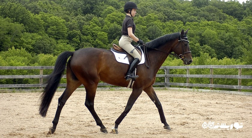 سرگرمی اسب سواری شهر ترکیه کشور استانبول