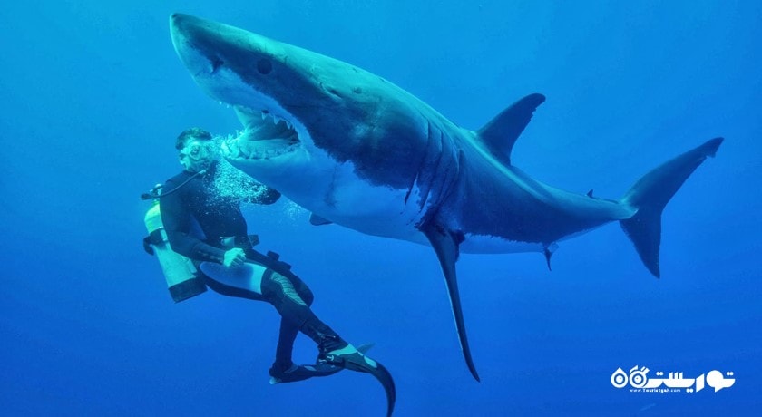 غواصی -  شهر استانبول