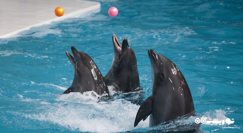 سرگرمی دبی دولفیناریوم شهر امارات متحده عربی کشور دبی