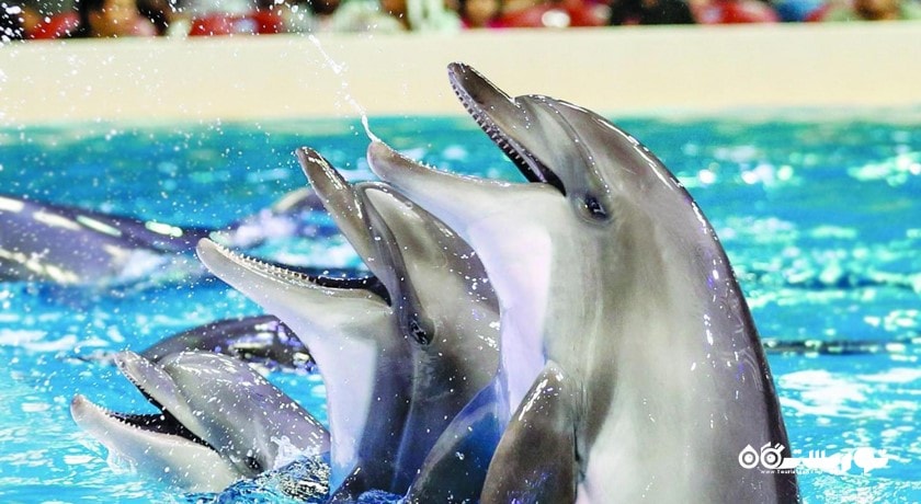 سرگرمی دبی دولفیناریوم شهر امارات متحده عربی کشور دبی