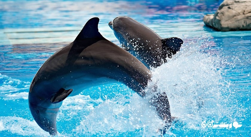 دبی دولفیناریوم -  شهر دبی